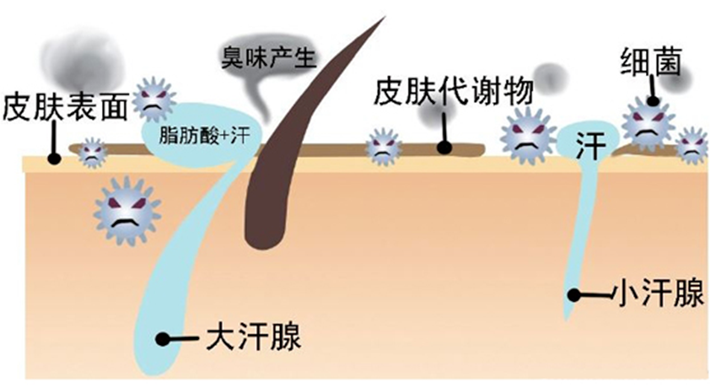 季不注意这几点，小心腋臭加重